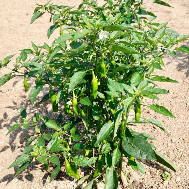 Shishito Pepper 70 Seeds, Japanese Heirloom Peppers, Shishitōgarashi, Non-GMO Japanese