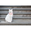 Cute Cat Collars With Bow,Quick Release Safty Buckle with Bells,Soft