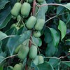 Hardy Kiwi Seeds (Actinidia arguta) Packet of 20 Seeds