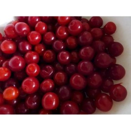 Live Tree Bush cherry Joel (Prunus japonica x Prunus jacquemontii) 3” pot size