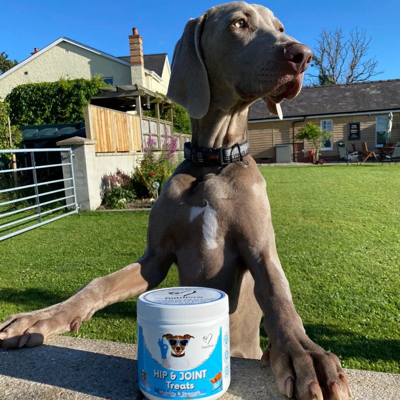 NutriPaw Joint & Hip Treats For Dogs - Stiffness, Strength,