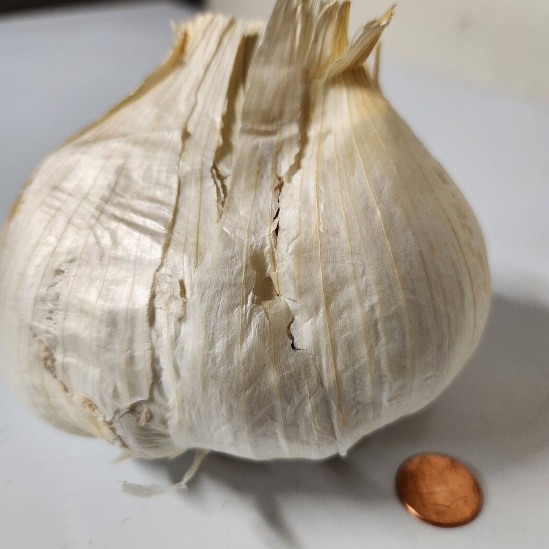 Fresh Garlic, Elephant Garlic Cloves Fresh harvest 4 Cloves for
