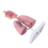 Respiratory System Model with Removable Heart Human Lung Anatomical Display
