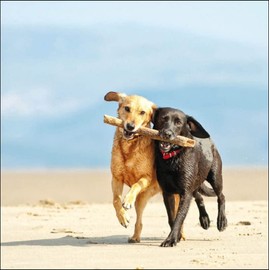 Woodmansterne Blank Photographic Open Greeting Card - Eco-Friendly - From The Framed Range - The Best of Friends - Dogs Running on Beach - Suitable For Birthdays And Other Occasions, 158 x 157mm