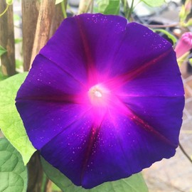TomorrowSeeds - Grandpa OTT Purple Morning Glory Seeds - 100+ Count - for 2025 Planting USA Garden Flower Vine Tropical Purple Pink Red Plant Vegetable Non-GMO Grow Your Own Home Farm Patio Healthy
