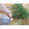 White Pine Eastern White Pine Tree Seedlings /Transplants 18"-24"; lot