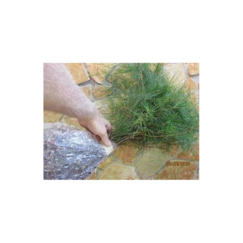 White Pine Eastern White Pine Tree Seedlings /Transplants 18"-24"; lot