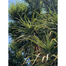 Rauch Family Farms Aloe Barberae Leaf Cutting, Packed Well With Root Hormone For Growth.
