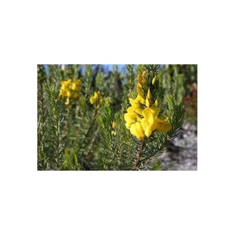 Lenier Tea Honeybush South African 8oz Herbal Tea non flavored