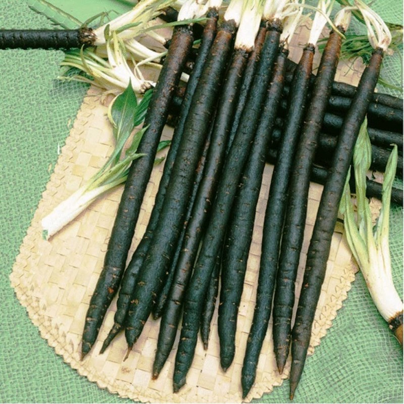 Seeds Salsify Black Root Scorzonera Heirloom Vegetable for Planting Non