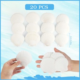 TaoQ C 20 PCS Scallop Shells Natural Seashell, 6cm-8cm White Scallop Shells Large Seashells for Crafts Wedding Decor Beach Theme Party, Vase Filler