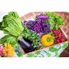 Set of 12 Squash- Zucchini Vegetable Seed Packs - Create