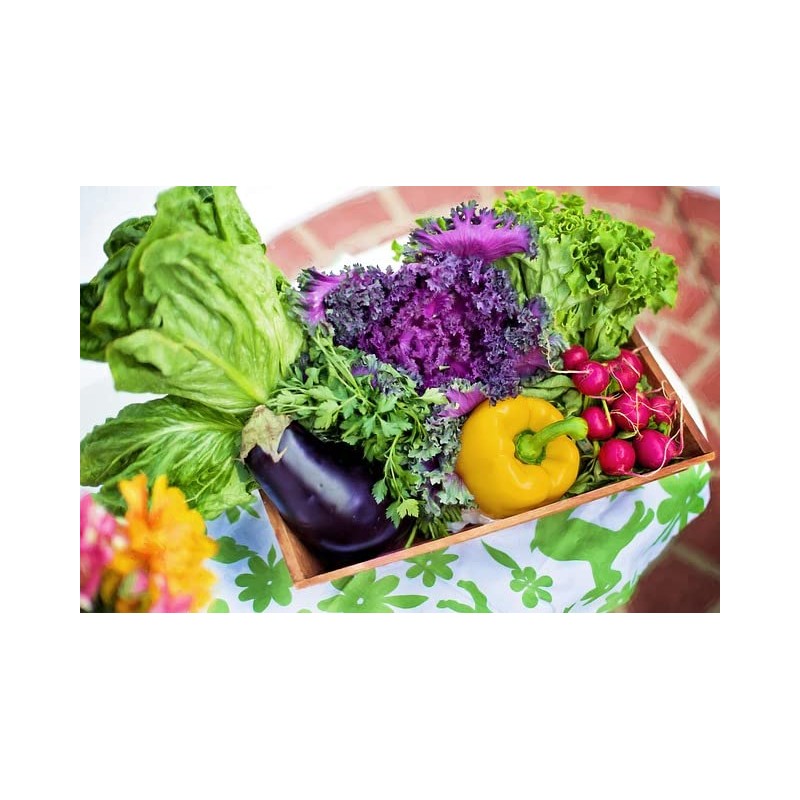 Set of 12 Squash- Zucchini Vegetable Seed Packs - Create