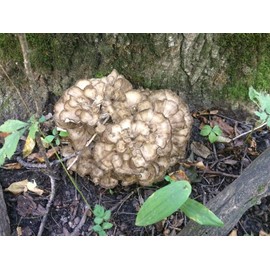 Maitake (Grifola frondosa) Mushroom Extract 2fl Oz Dropper Bottle