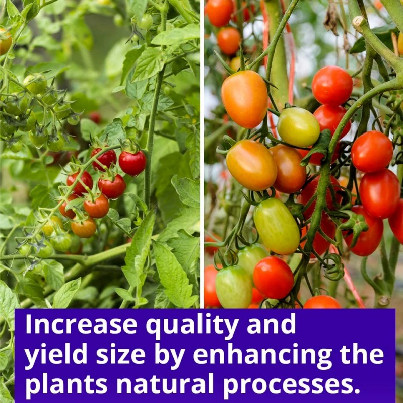 Humboldts Secret Sweet & Sticky Carbohydrate and Saccharide Energy Source