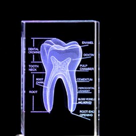 RANJOVER Human Tooth Crystal Model, Etched Anatomical Model, Engraved Oral Dentistry for Office Decoration Dentist Gifts Easy Install
