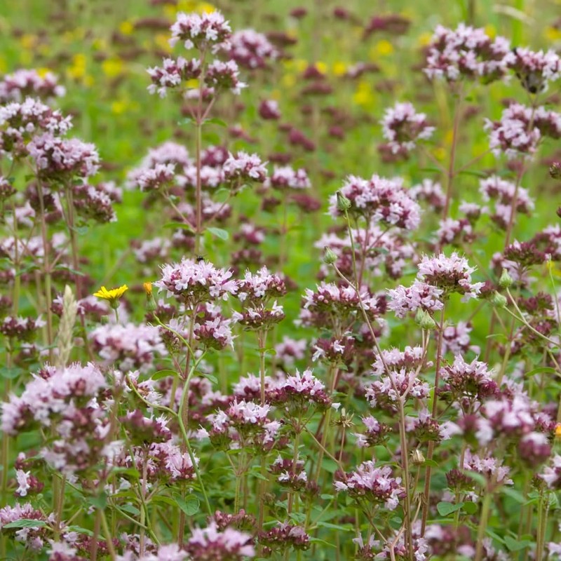 Marjoram Rubed (500 g), Marjoram Dried, 100% Pure and Natural