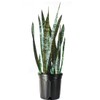 American Plant Exchange Snake Plant – Large 10-Inch Pot Green