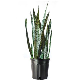 American Plant Exchange Snake Plant – Large 10-Inch Pot Green Sansevieria Zeylancia, Low-Maintenance, Air-Purifying Live Houseplant for Home, Office, or Outdoor Patio Garden Décor