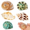 SKOOLOVE Hermit Crab Casing, Natural Sea Shell Size 5.2-7 cm,