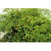 Homemade Chiltepin Bird's Eye Wild Chili Heirloom Pepper 50 Premium