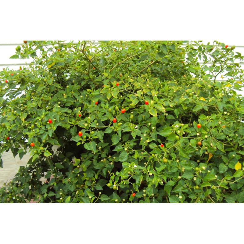Homemade Chiltepin Bird's Eye Wild Chili Heirloom Pepper 50 Premium