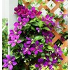 50 Pcs Mixed Purple Clematis Seeds - Perennial Heirloom Non-GMO