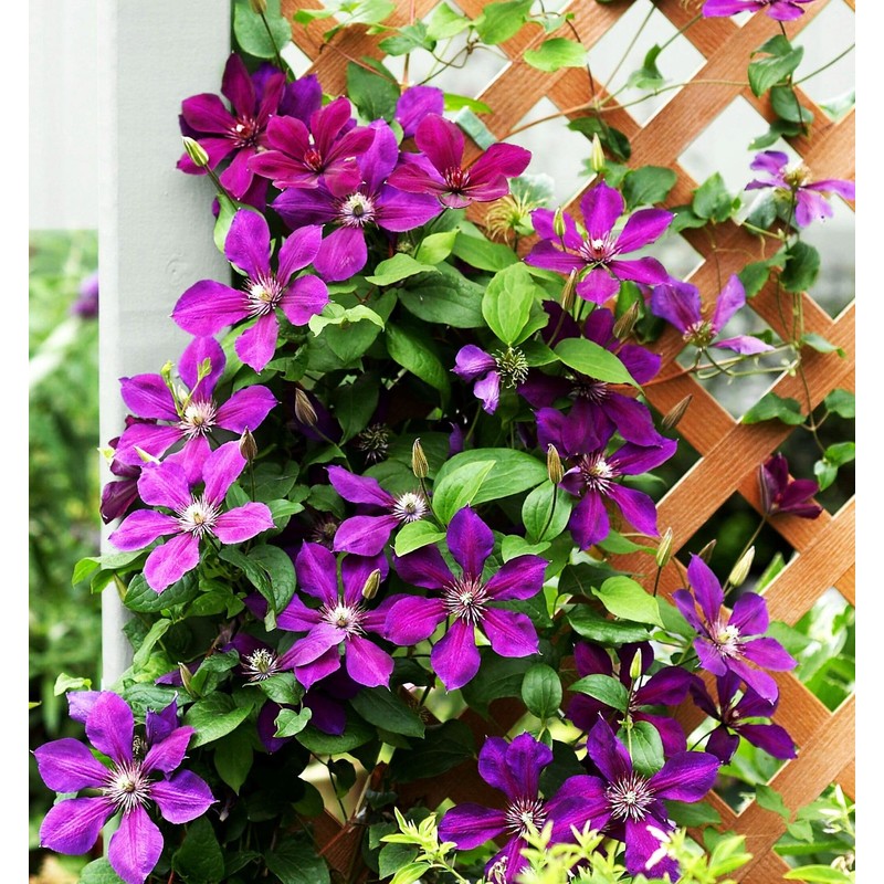 50 Pcs Mixed Purple Clematis Seeds - Perennial Heirloom Non-GMO