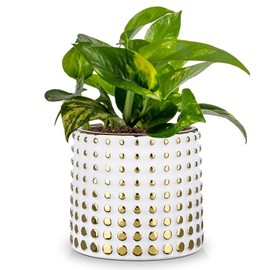 GnFlus Ceramic Plant Pots Indoor, 5.7 Inch Planters for Indoor Plants Gold Polka Dots Flower Pots with Drainage Hole, Cylinder Round Planters, Gold and White