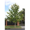 Ginkgo Biloba Tree (Maidenhair Tree) - Live Plant - (2.5