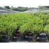 Kalmia LAT. 'Carousel'