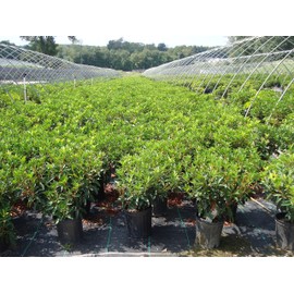 Kalmia LAT. 'Carousel'