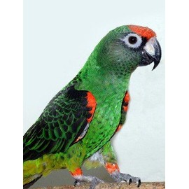 Nature's Bounty Cabello Piel y Uñas Vitaminas Biotina Mujeres Multivitamínico90 (Paquete de 2)