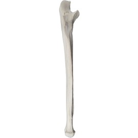 Ulna Bone Model - Right - Anatomically Accurate Human Ulnar Bone Replica - hBARSCI
