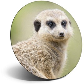 Destination Vinyl ltd Magnet for Refrigerator, Fridge - Little Cute Meerkat Animals Mongoose for Office, Cabinet and Whiteboard, Magnetic Stickers, 8554