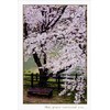 Sakura Bench and Cherry Blossom Tree Snapshot Sympathy Card