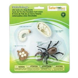 Safari Ltd. Life Cycle of a Stag Beetle - Educational Toy Figurines - Miniature Beetle Lifecycle Collection for Boys, Girls & Kids Age 4+