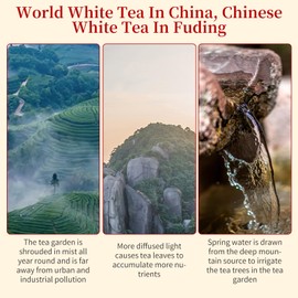 XIXICHA White Tea 2013 Shou Mei Dragon Pearls Tea FudingWhiteTea Balls Tea Chinese White Tea 7oz planting-Rich in antioxidants 白茶 寿眉龙珠老白茶