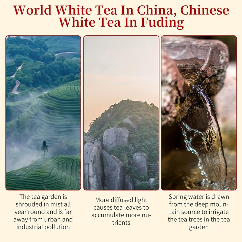 XIXICHA White Tea 2013 Shou Mei Dragon Pearls Tea FudingWhiteTea