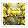 Budgerigar Coaster Set. 4 different Budgie Pictures on 10cm x