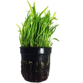 Potted Live Aquarium Plants | Freshwater Aquatic Plants for Aquariums (Potted Microsword)