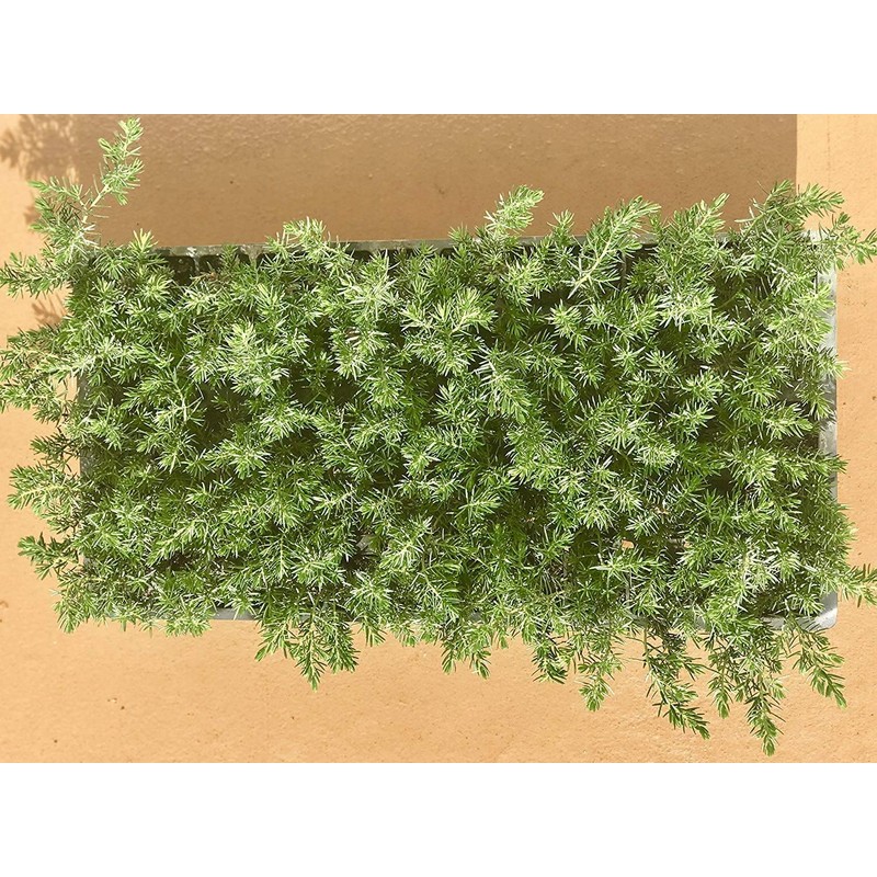 Juniper Blue Pacific - 10 Live Plants - 2 Inch