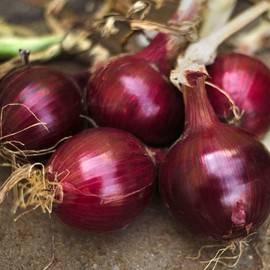 500 Red Burgundy Onion Seeds for Planting Short Day Heirloom Non GMO 2 Grams Garden Vegetable Bulk Survival Hominy