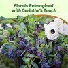 Outsidepride Cerinthe Major Honeywort Seeds - 50 Pcs. Annual, Self-Sowing