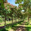 Blue Sausage Fruit Tree Seeds - Edible & Ornamental Shrub