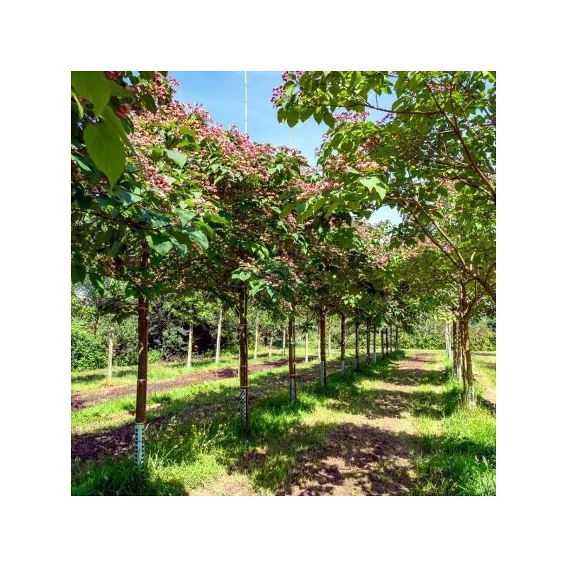 Blue Sausage Fruit Tree Seeds - Edible & Ornamental Shrub