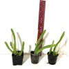 Cactus Dragon Fruit Seedling, Ship In 2 Inc Pot.