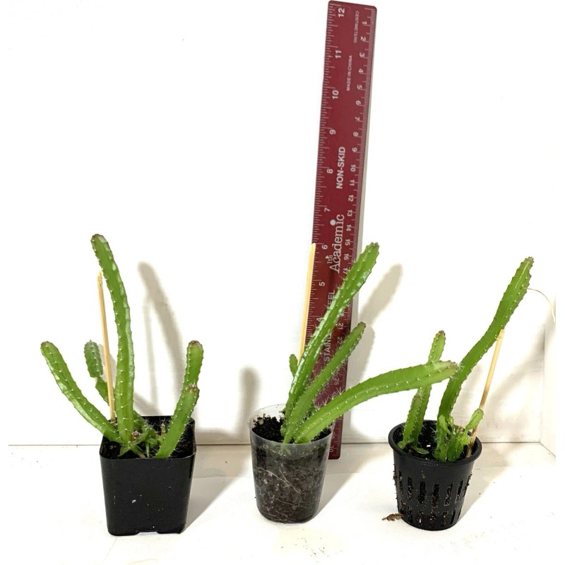 Cactus Dragon Fruit Seedling, Ship In 2 Inc Pot.