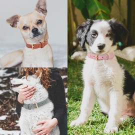 blu&ben Leather Dog Collars Classic Soft Padded Leather Stylish Breathable Collar for Small Medium Large Dogs