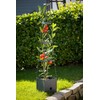 Meister Plant Tower 150 x 25 x 25 cm -